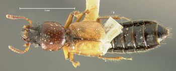 Media type: image; Entomology 6527   Aspect: habitus dorsal view